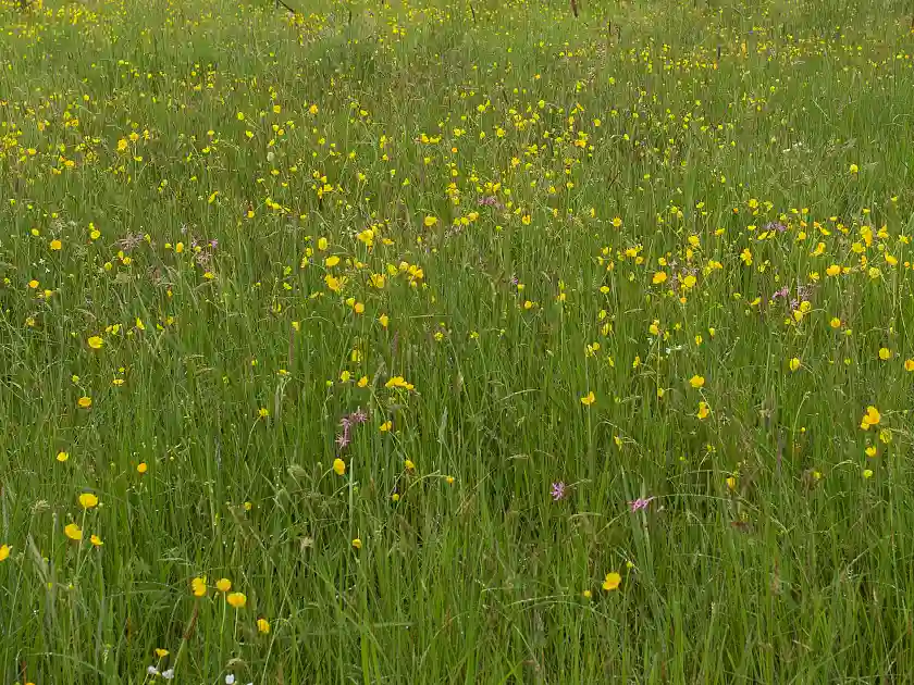 Blütenreiche feuchte Wiese mit Hahnenfuß, Kuckucks-Lichtnelke und (verblühendem) Wiesen-Schaumkraut.