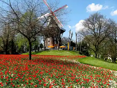 Tulpenblüte an der Wallmühle