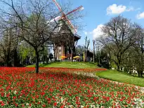 Tulpenblüte an der Wallmühle