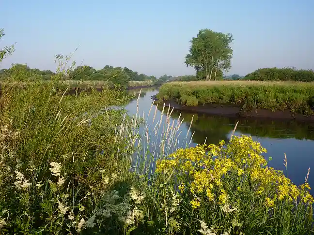 Artenreicher Wassergraben Wümmewiesen