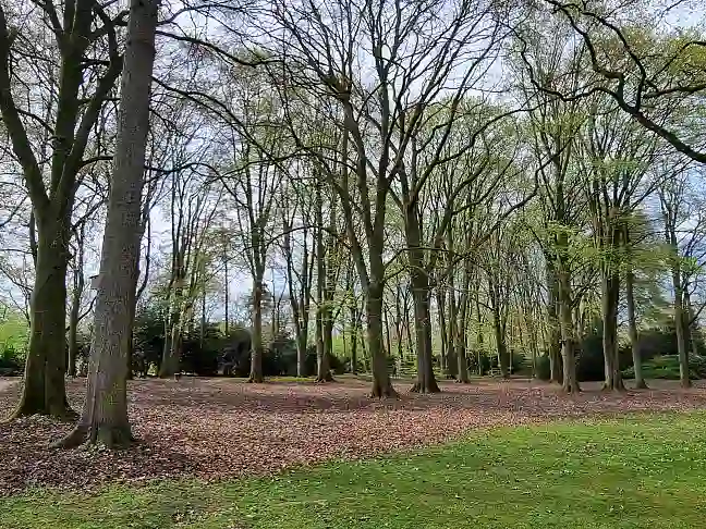 Buchengruppe im Rhododendronpark