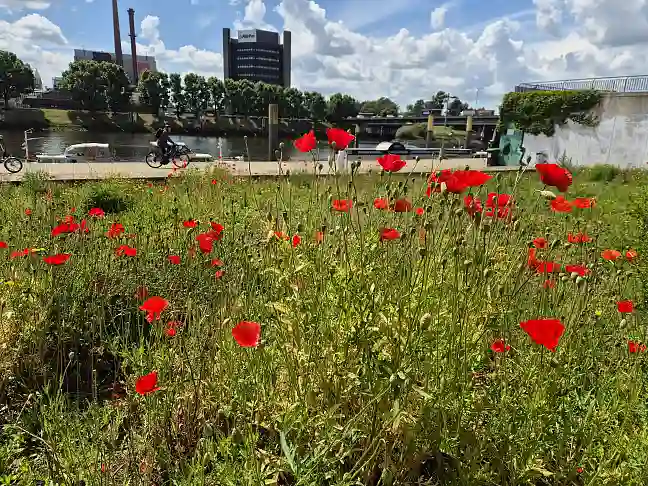 Klatschmohn vor Stephanikirche.