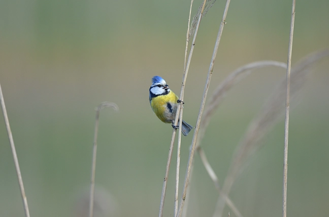 Blaumeise