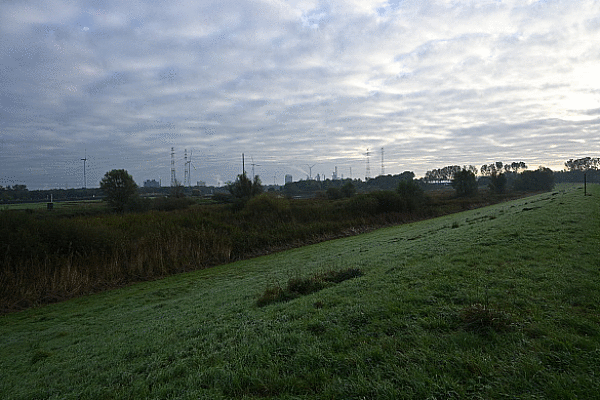 Hund hat Schafe in Seehausen gerissen