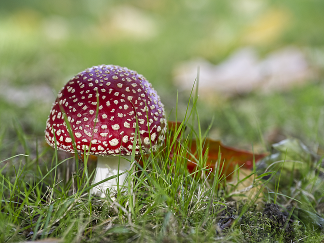 Ökologische Beschaffung