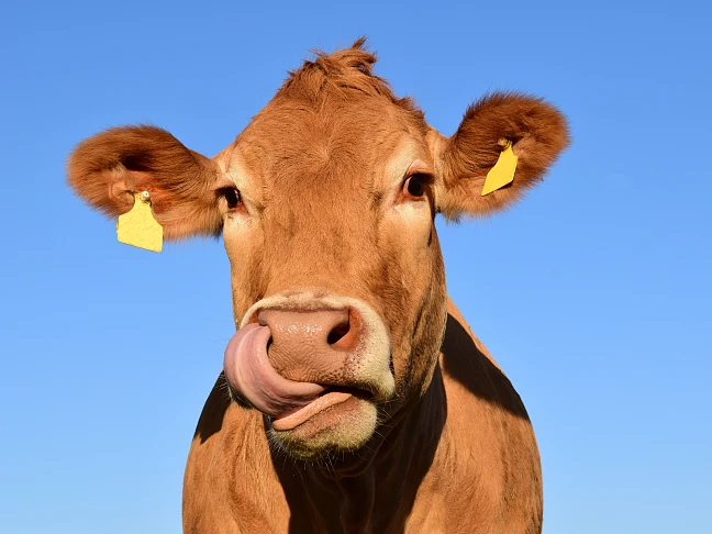 Eine Kuh, die sich die Nase schleckt.