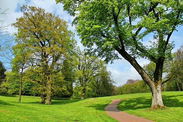 Grünes Laub als Beispielbild für das Thema Parks und Grünflächen