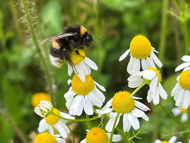 Dunkle Erdhummel sitzt auf Kamille.