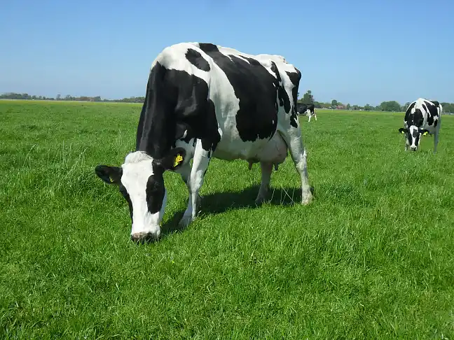 Bild einer Schwarzbunten als Beispielbild für das Thema Landwirtschaft beim Umweltressort Bremen 