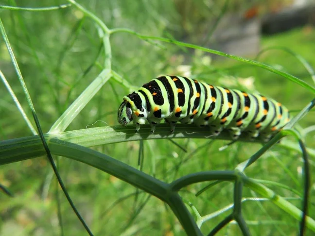 Das Foto zeigt eine Schwalbenschwanz-Raupe auf einem Stängel.