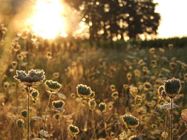 Eine Blühwiese im September