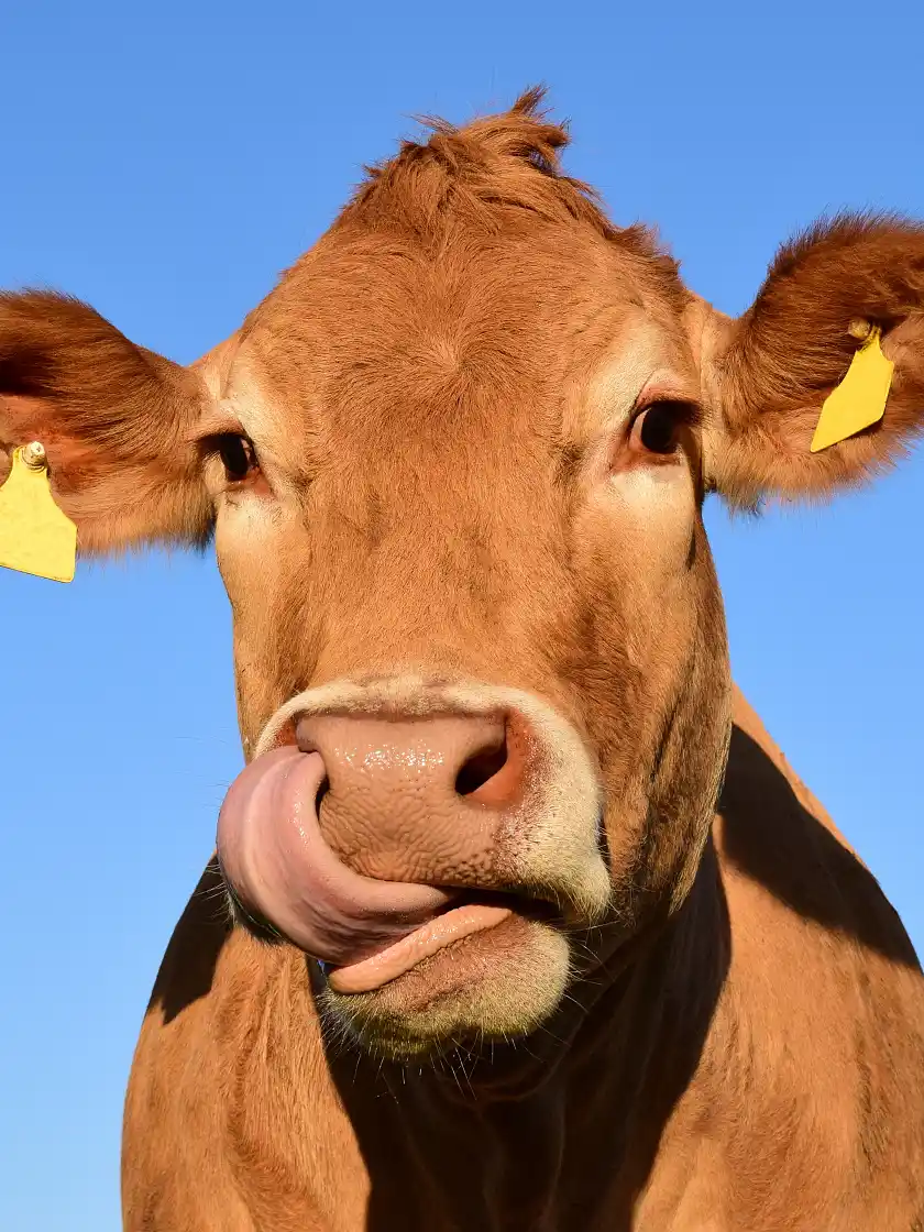 Eine Kuh, die sich die Nase schleckt.