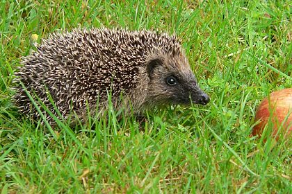 Igel im Garten