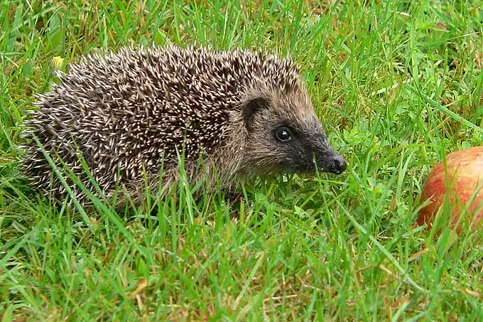 Igel im Garten