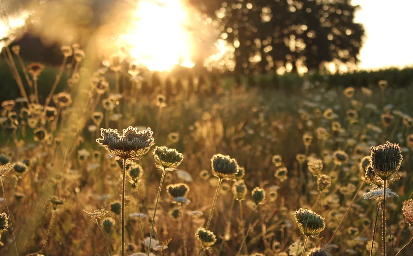Foto einer Wildblumenwiese im September